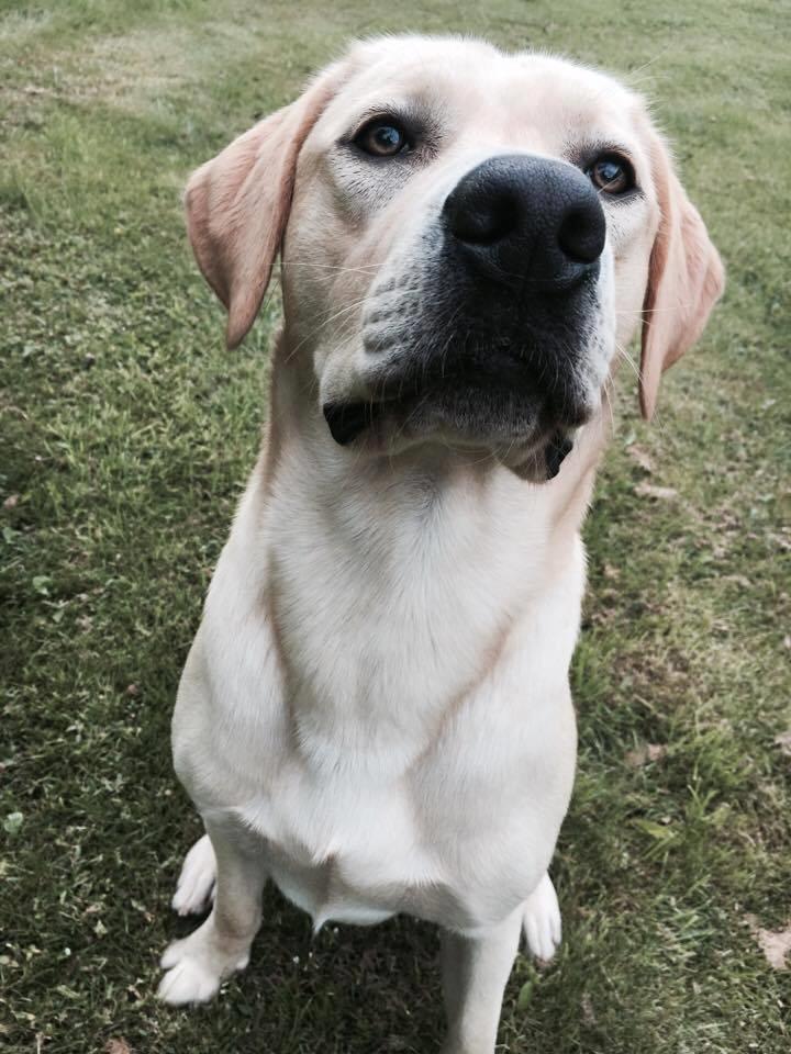 Labrador retriever WALTHER - 1 års fødselsdag, 4/7 2017. billede 3