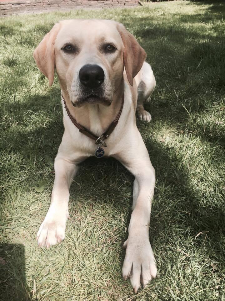 Labrador retriever WALTHER - 1 års fødselsdag, 4/7 2017. billede 1