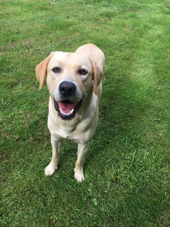Labrador retriever WALTHER - 1 års fødselsdag, 4/7 2017. billede 2