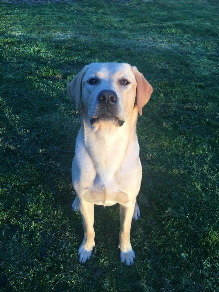 Labrador retriever WALTHER - 10 måneder gammel.  billede 4