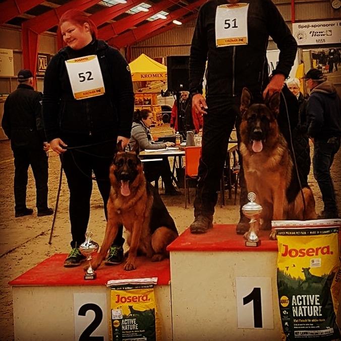 Schæferhund Vesterlund Olek billede 20