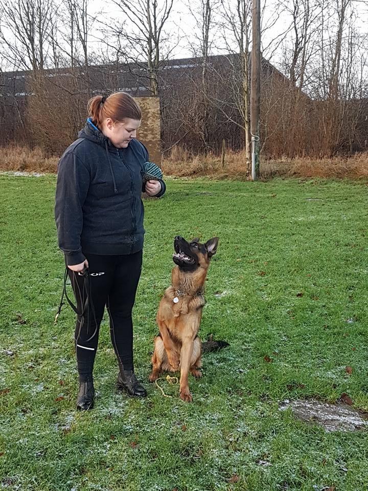 Schæferhund Vesterlund Olek billede 23