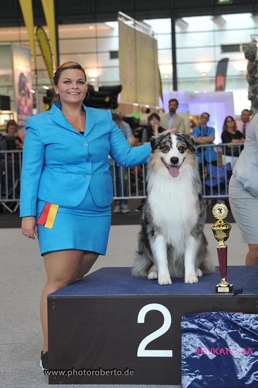 Australian shepherd Aston - 2x BIR og 1x BIG2 billede 50