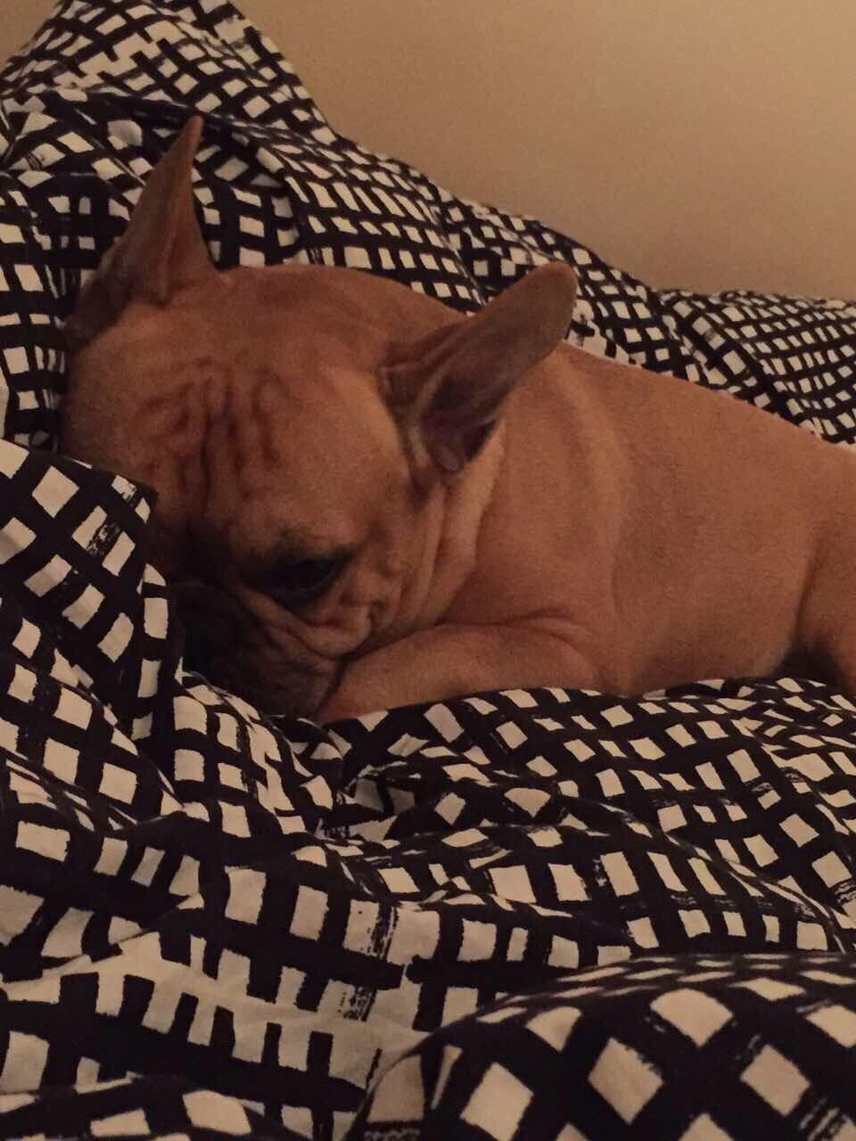 Fransk bulldog Wiufgaards Enzo billede 8