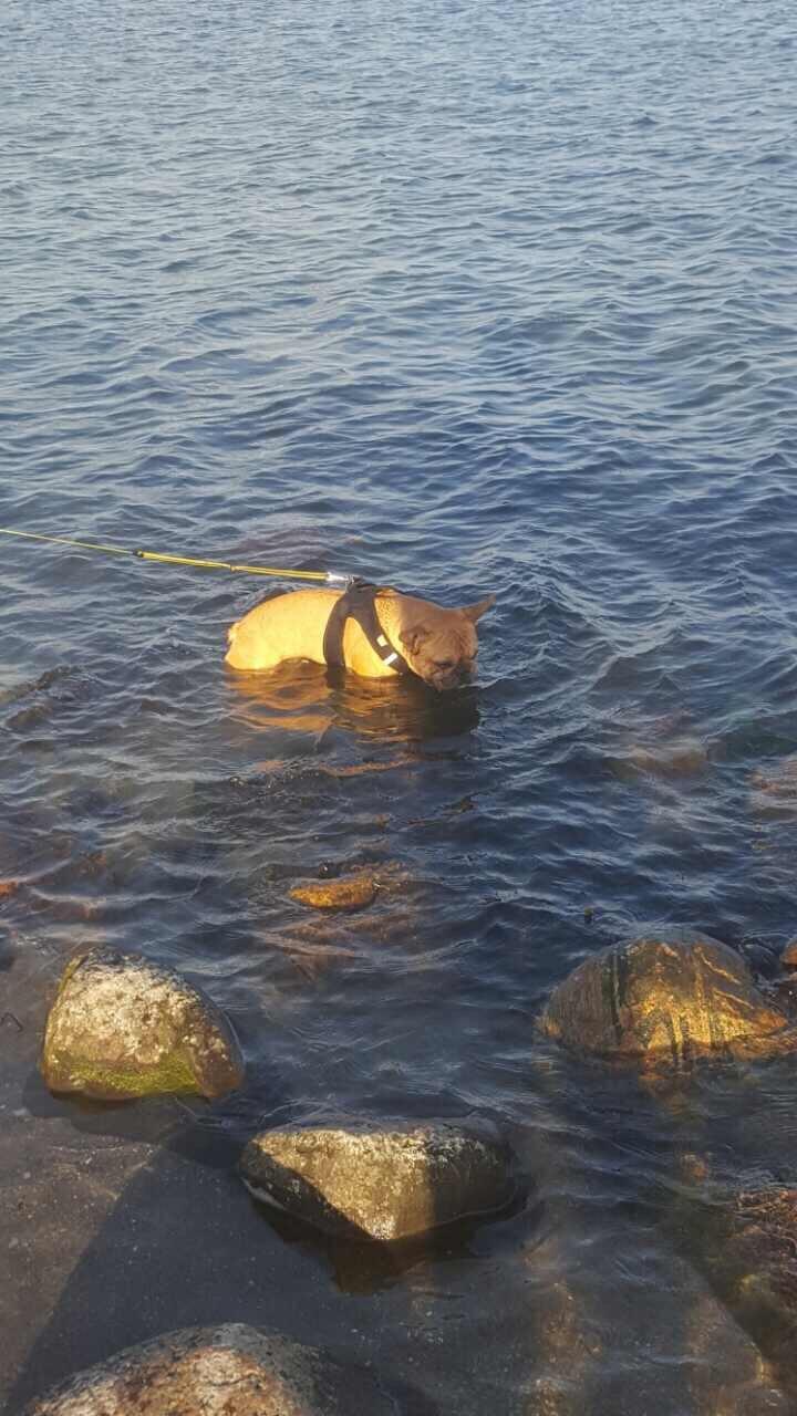 Fransk bulldog Wiufgaards Enzo billede 9