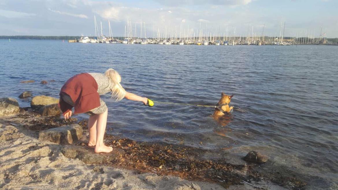 Fransk bulldog Wiufgaards Enzo billede 11