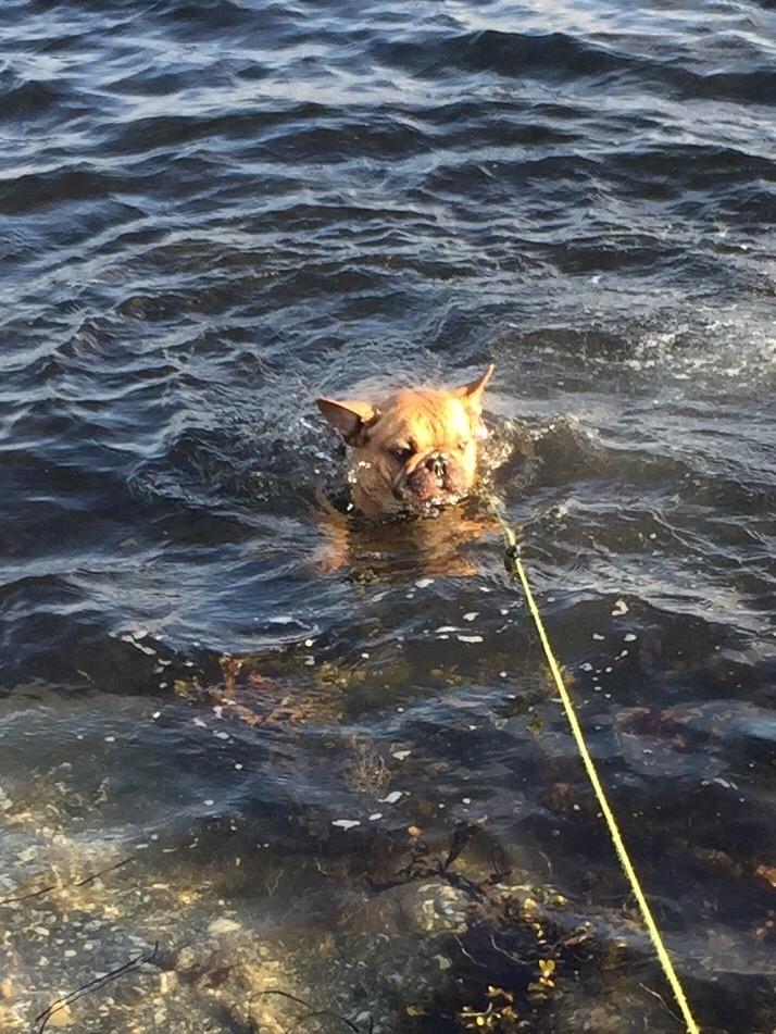 Fransk bulldog Wiufgaards Enzo billede 10