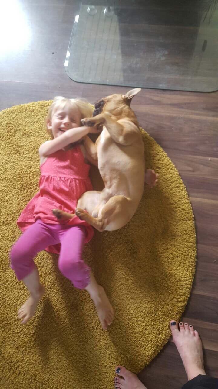 Fransk bulldog Wiufgaards Enzo billede 13