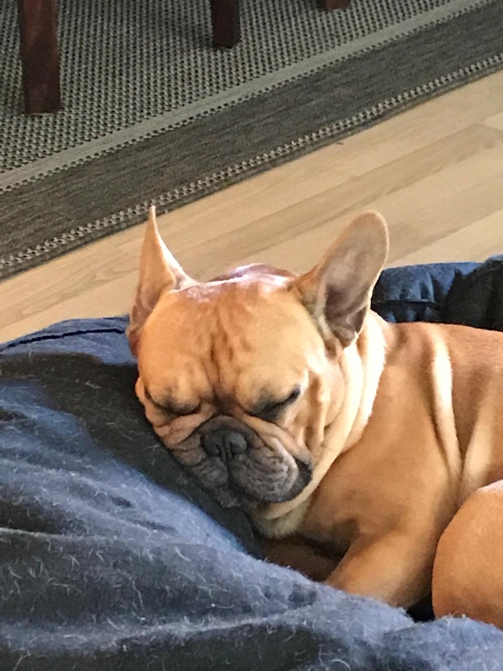 Fransk bulldog Wiufgaards Enzo billede 12