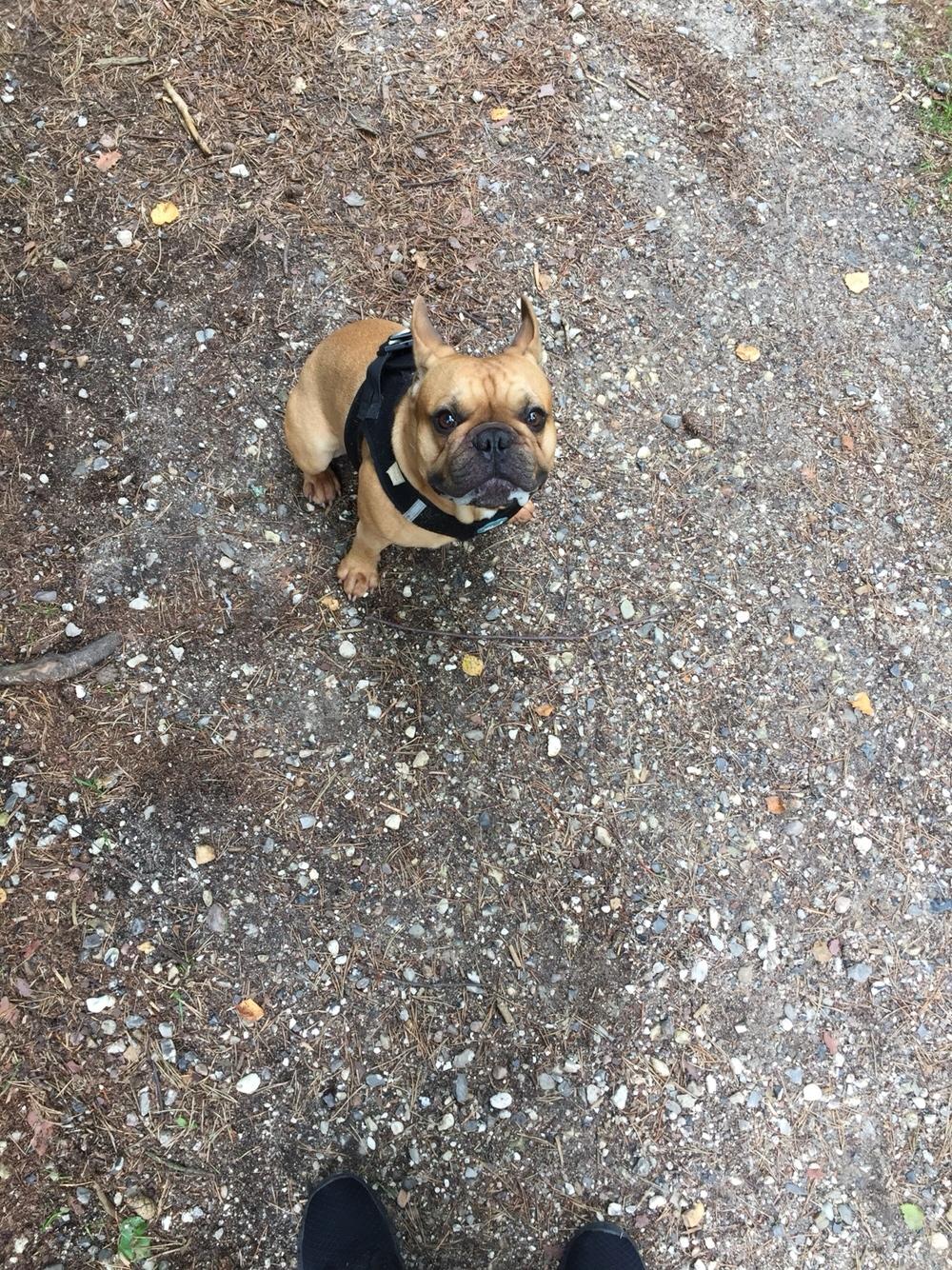 Fransk bulldog Wiufgaards Enzo billede 14