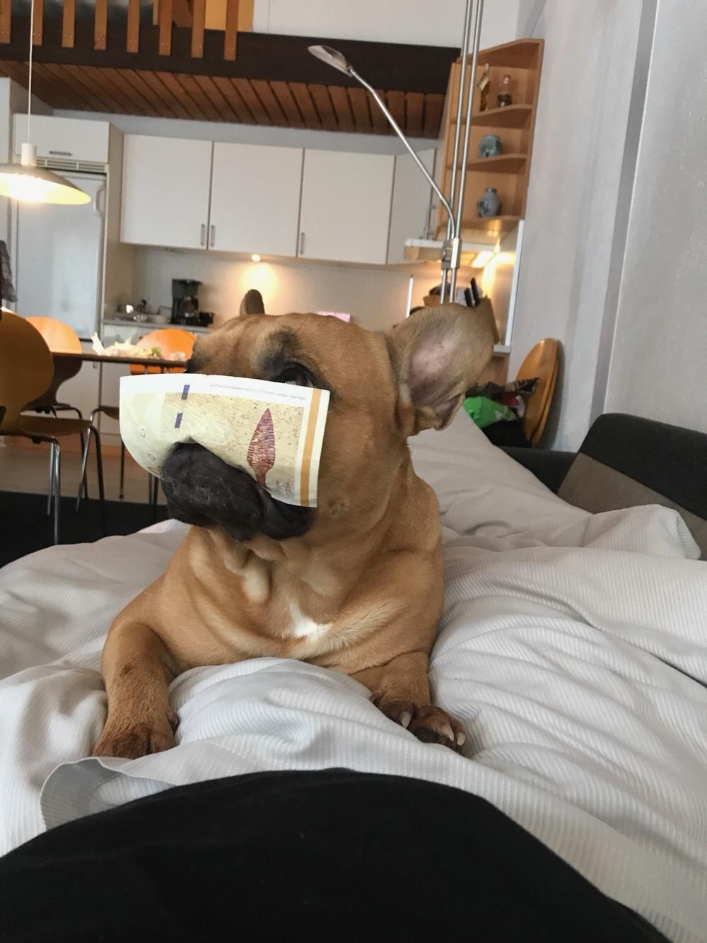 Fransk bulldog Wiufgaards Enzo billede 16