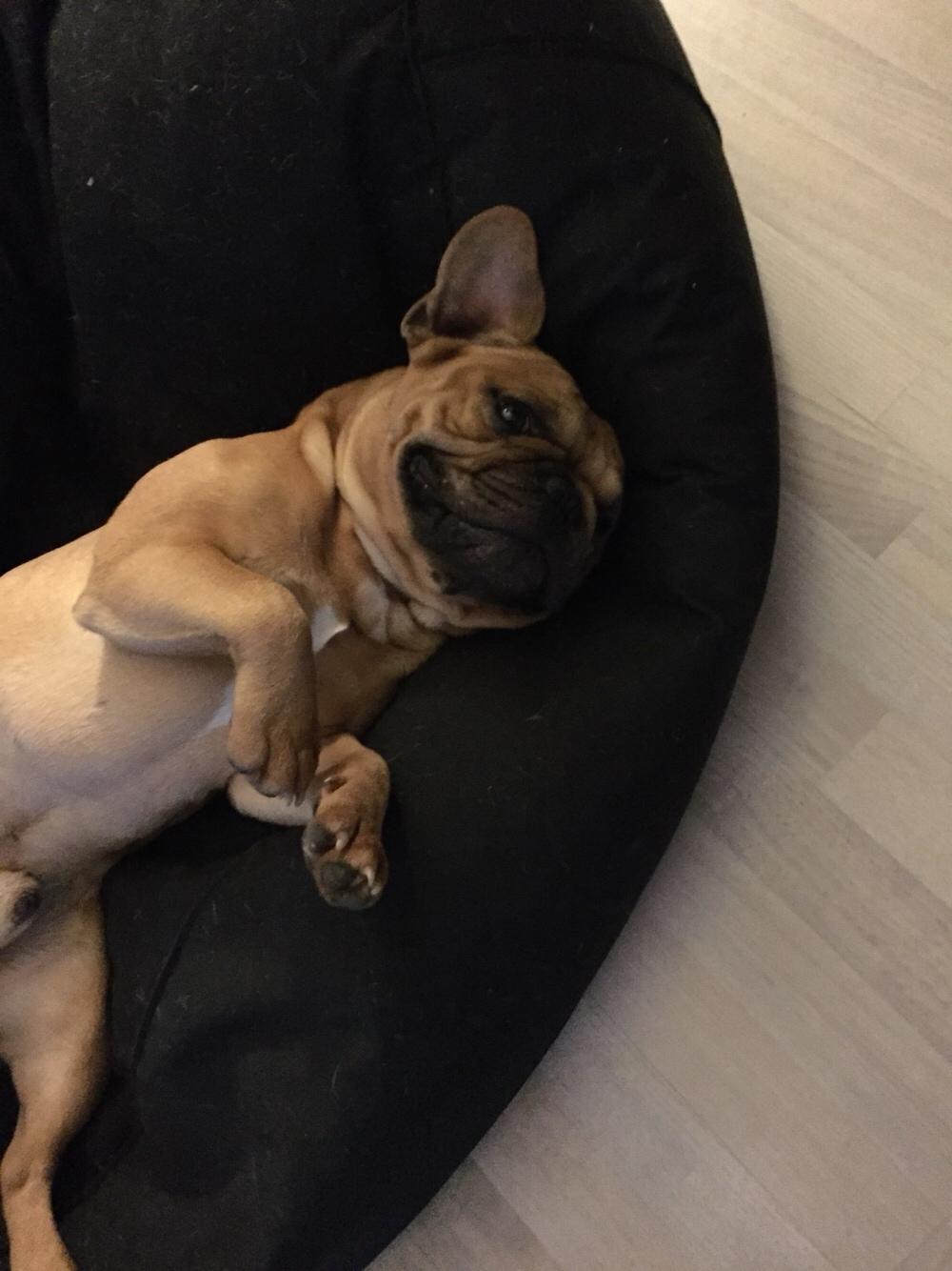 Fransk bulldog Wiufgaards Enzo billede 15