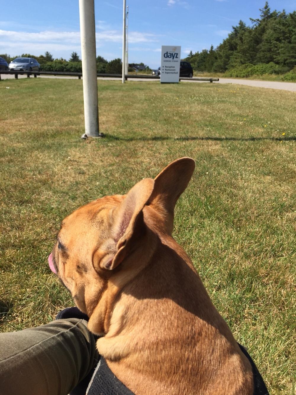 Fransk bulldog Wiufgaards Enzo billede 17