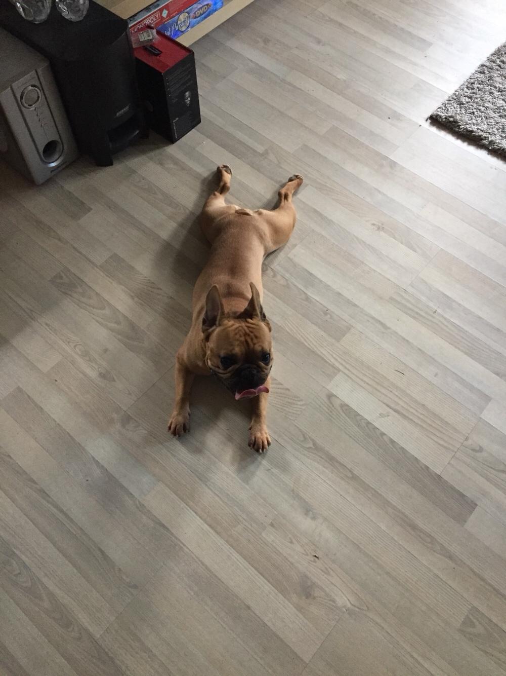 Fransk bulldog Wiufgaards Enzo billede 18