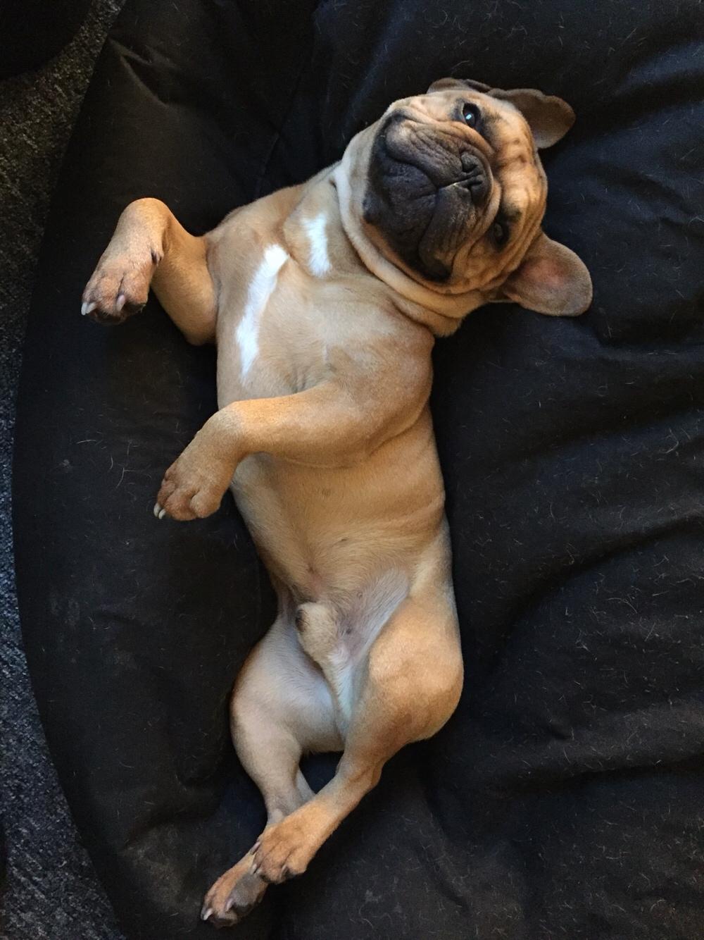 Fransk bulldog Wiufgaards Enzo billede 19