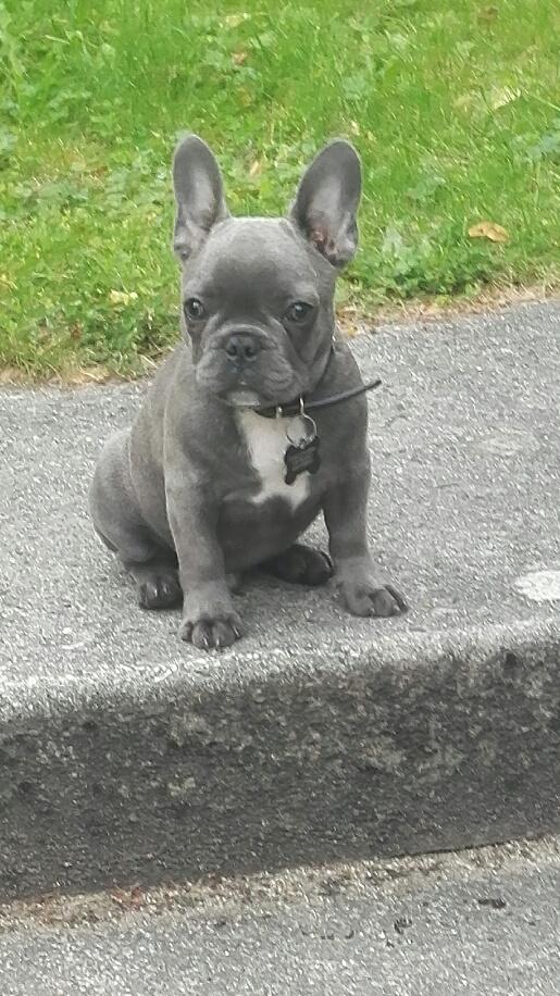Fransk bulldog Kurt billede 14