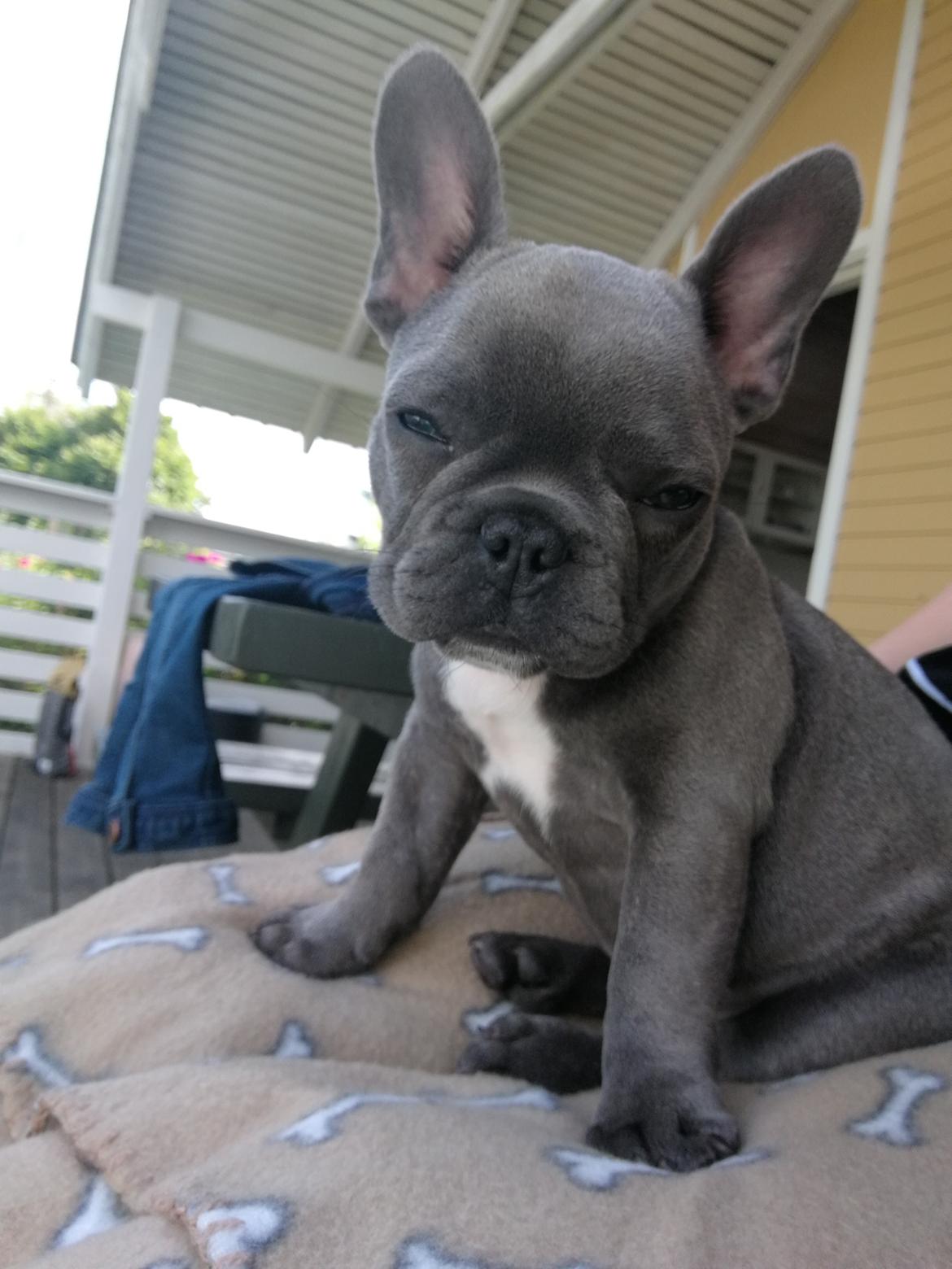 Fransk bulldog Kurt billede 20