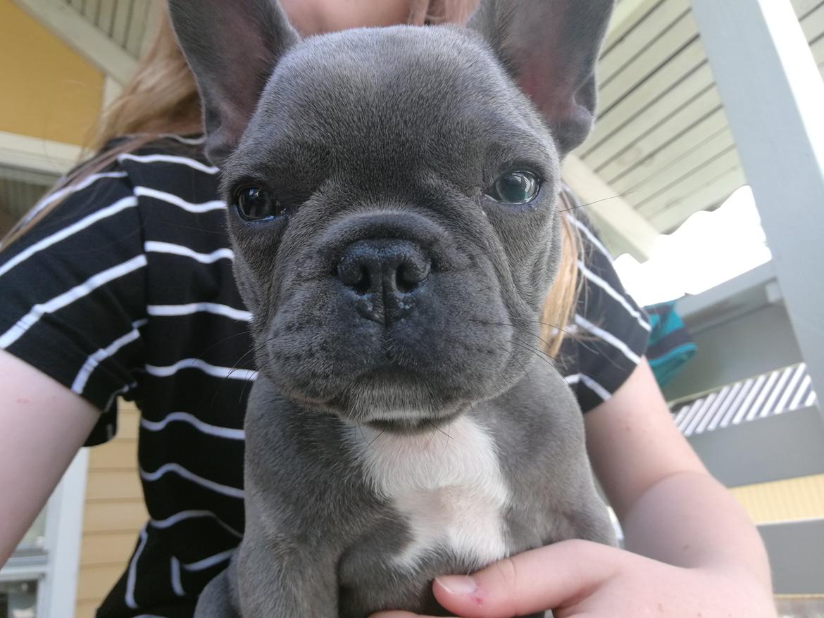 Fransk bulldog Kurt billede 19