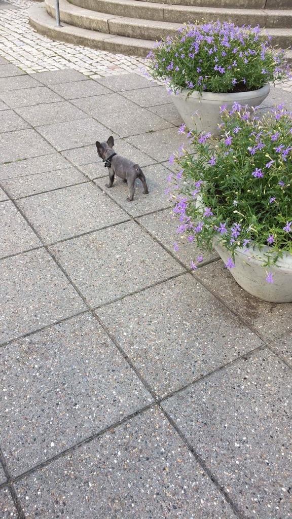 Fransk bulldog Kurt billede 23