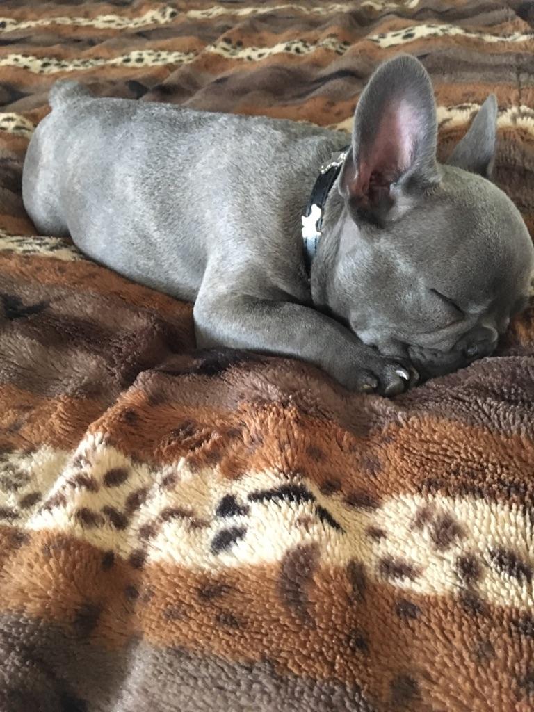 Fransk bulldog Kurt billede 22