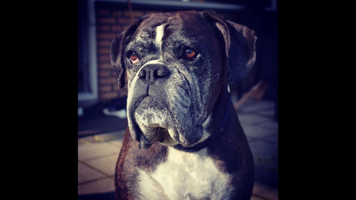 Boxer Bella billede 6