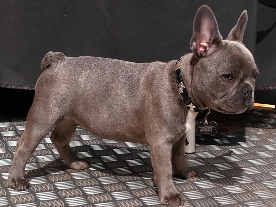 Fransk bulldog Kurt billede 18