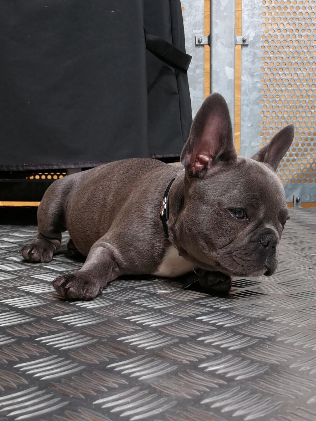 Fransk bulldog Kurt billede 15