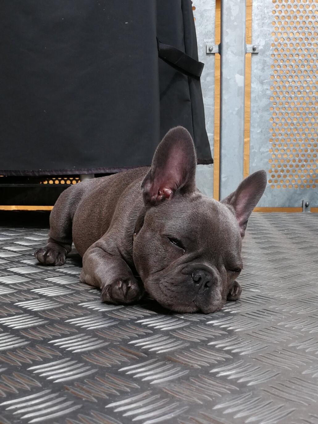 Fransk bulldog Kurt billede 16