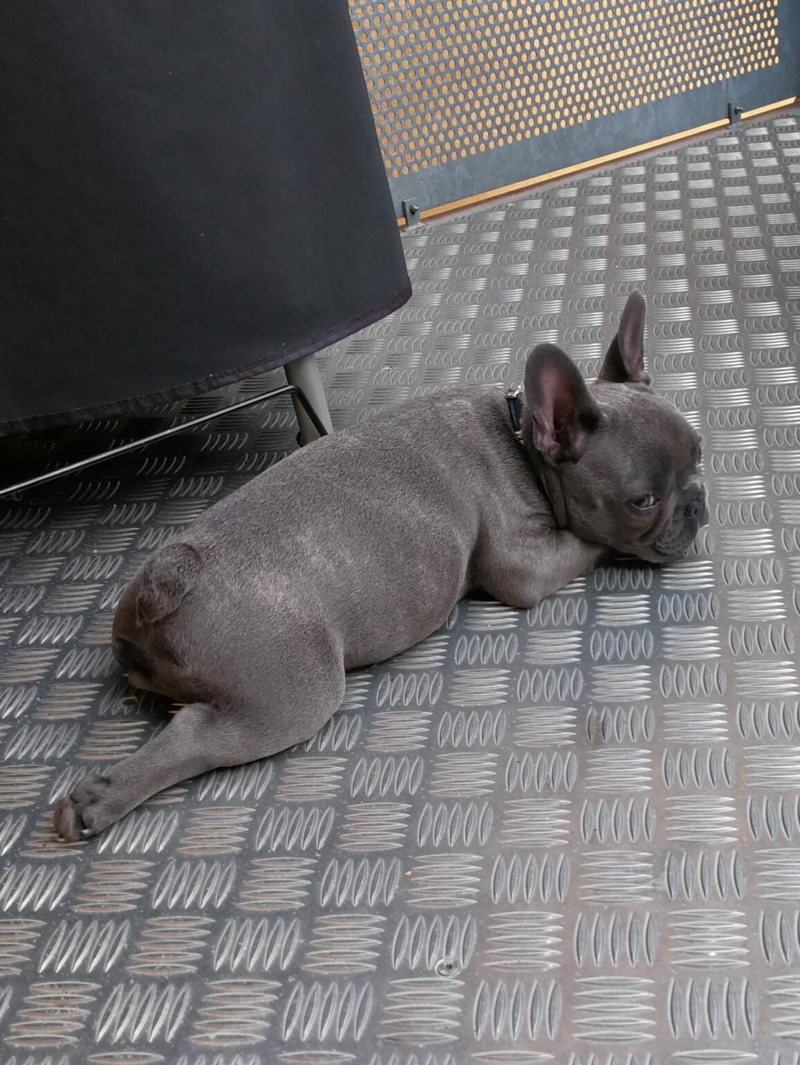 Fransk bulldog Kurt billede 17