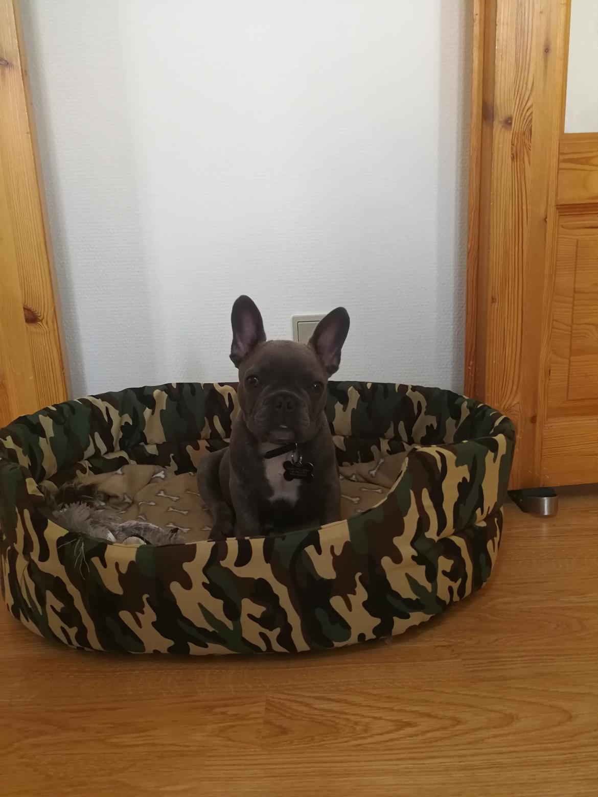 Fransk bulldog Kurt billede 21