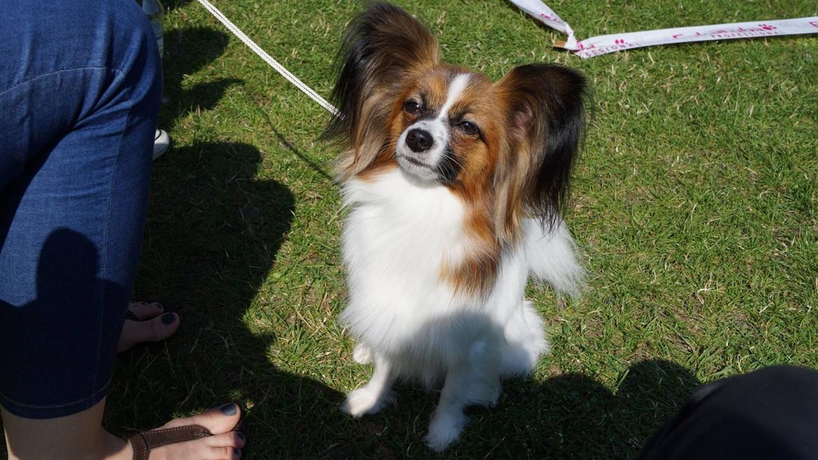 Papillon Nellie billede 48