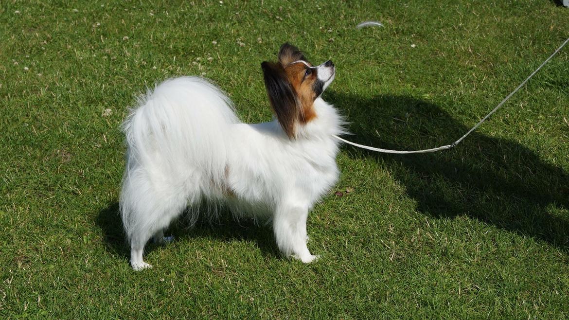 Papillon Nellie billede 1