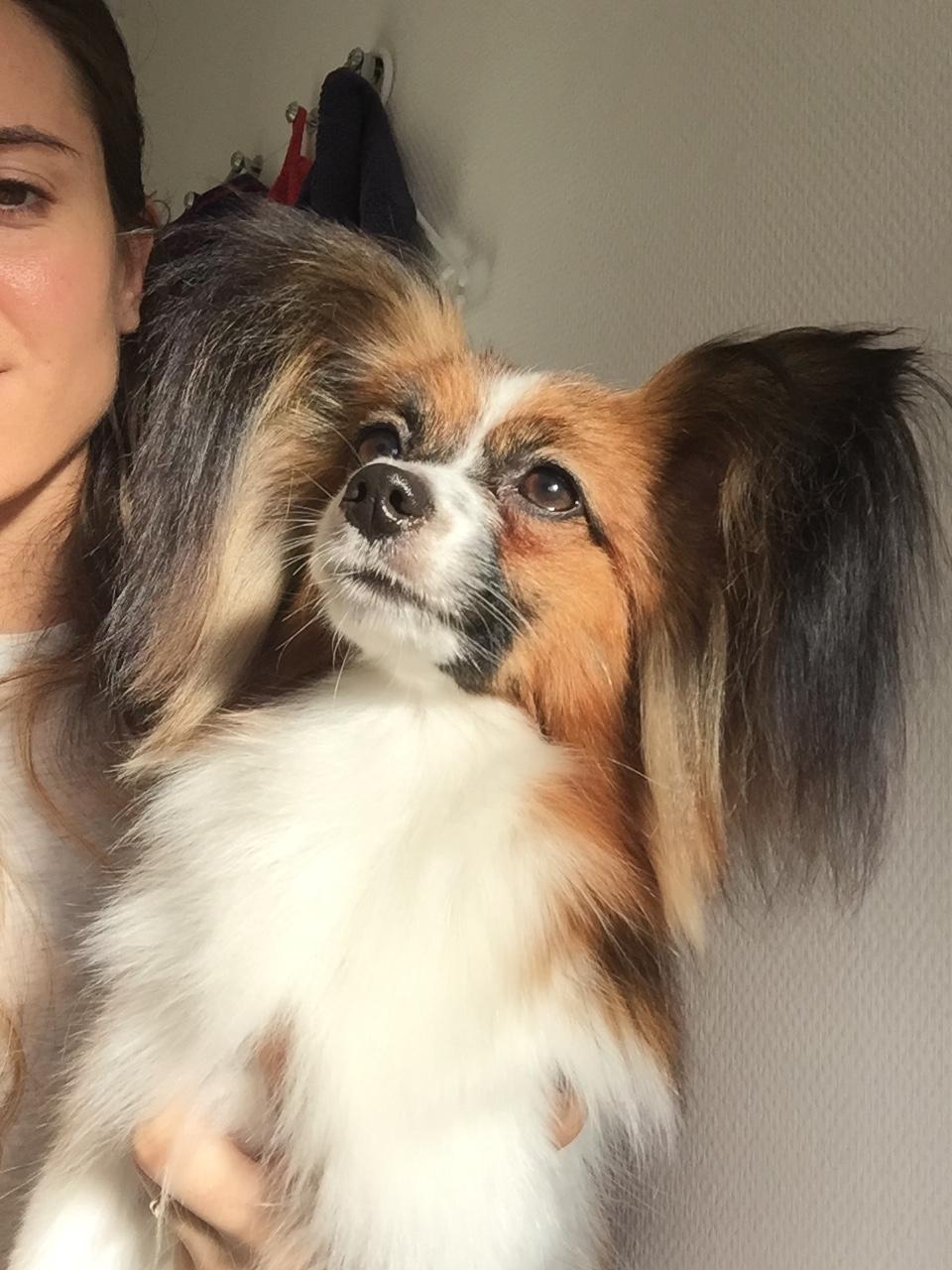 Papillon Nellie billede 49