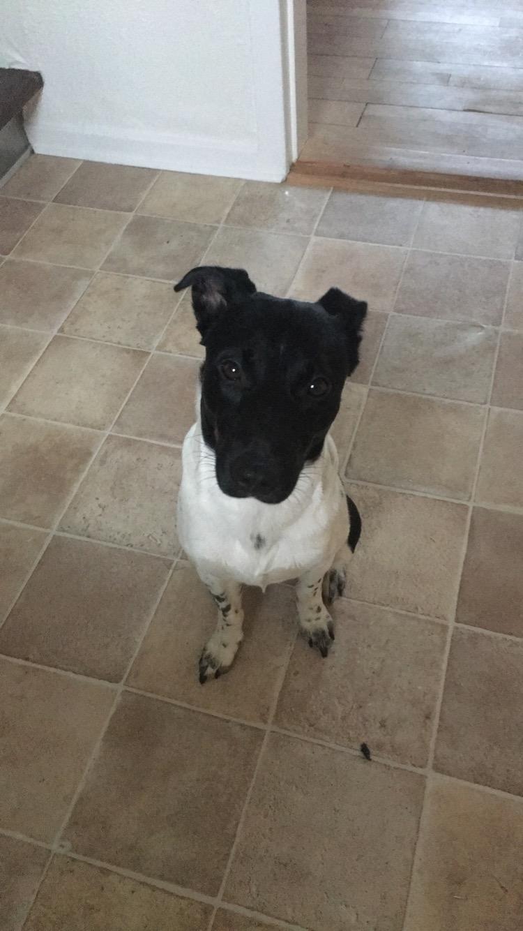 Dansk svensk gaardhund Balder  billede 1