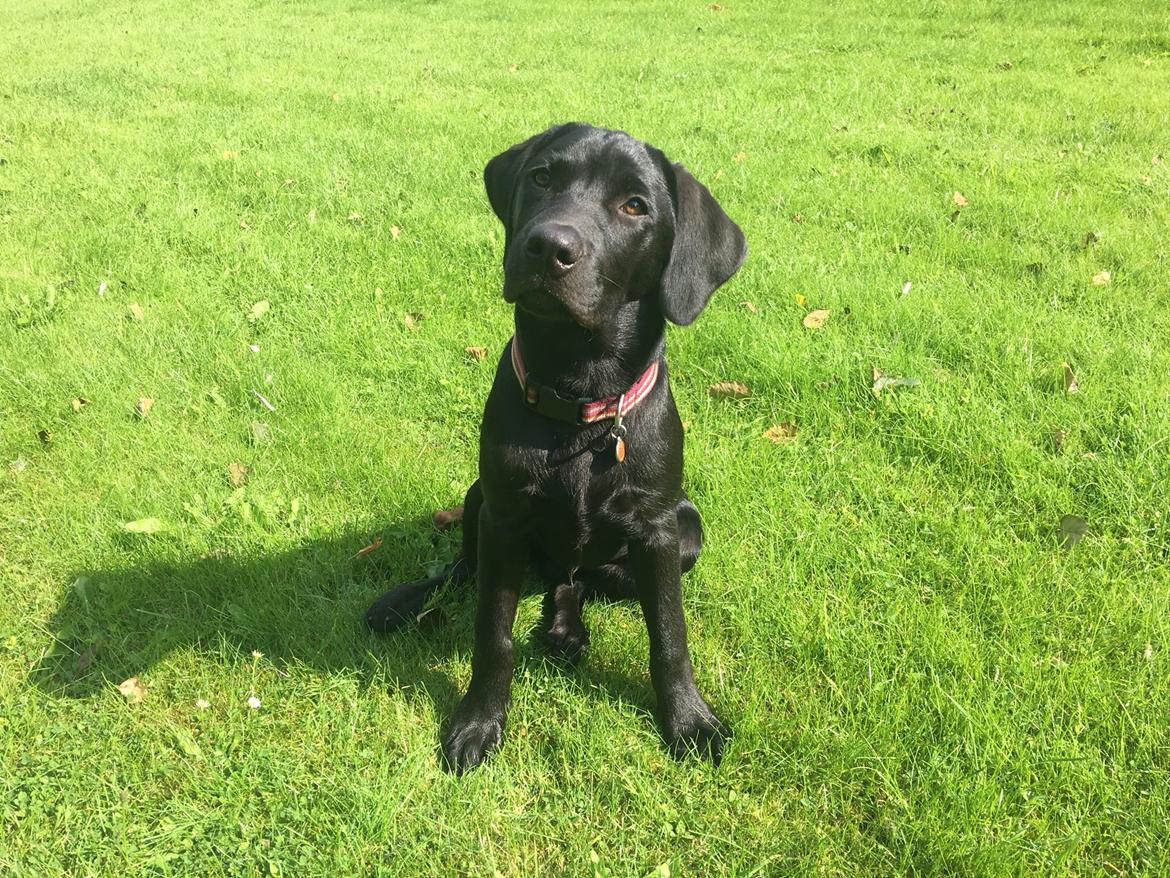 Labrador retriever Freddy billede 23