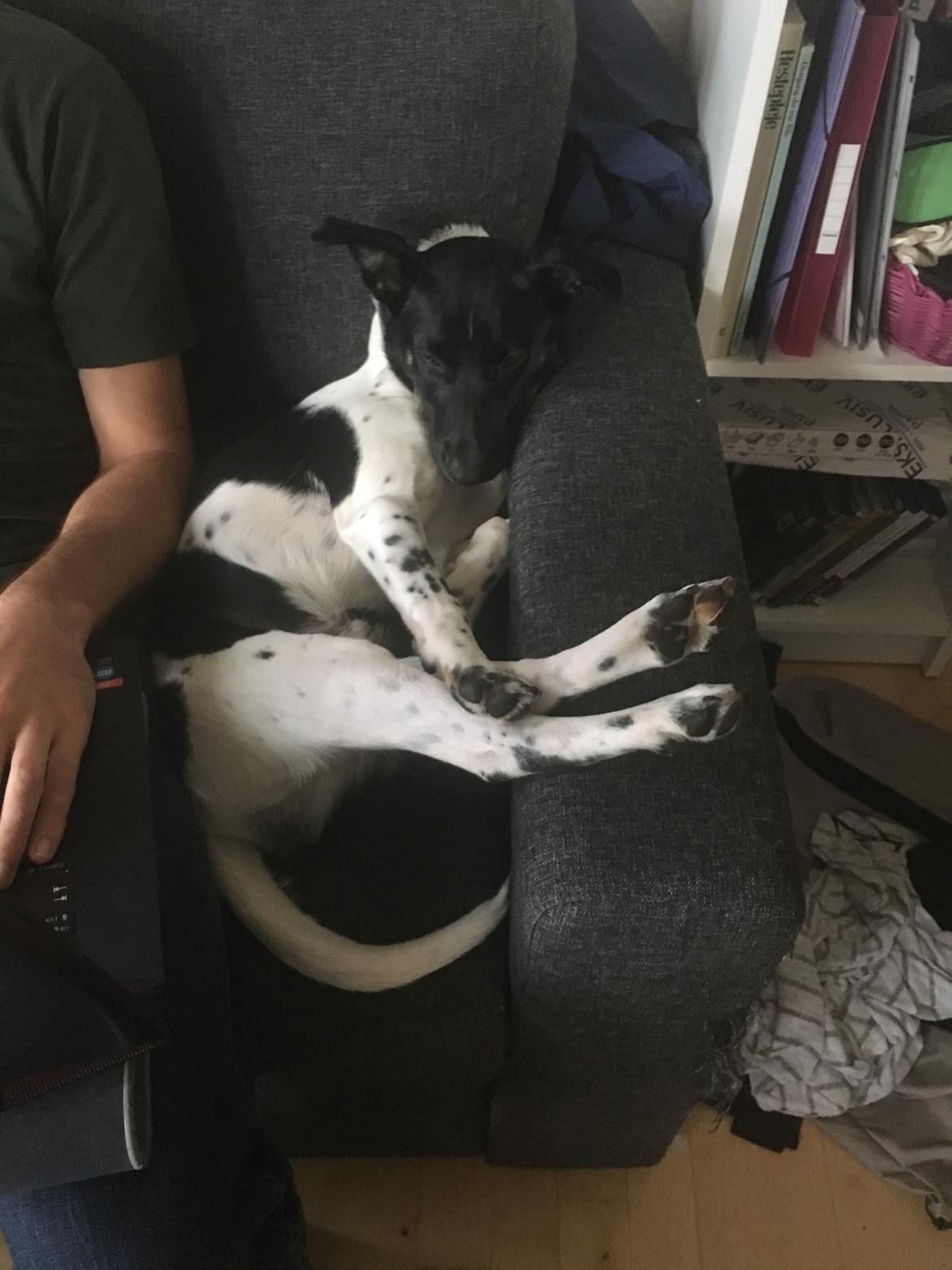 Dansk svensk gaardhund Balder  billede 7