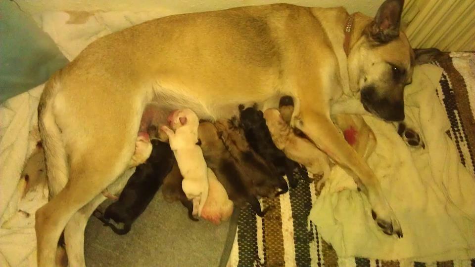 Blanding af racer Elsa - baby billede 2