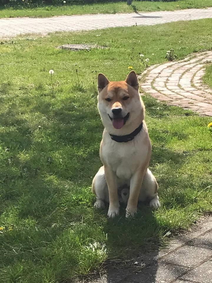 Shiba BUSTER billede 1