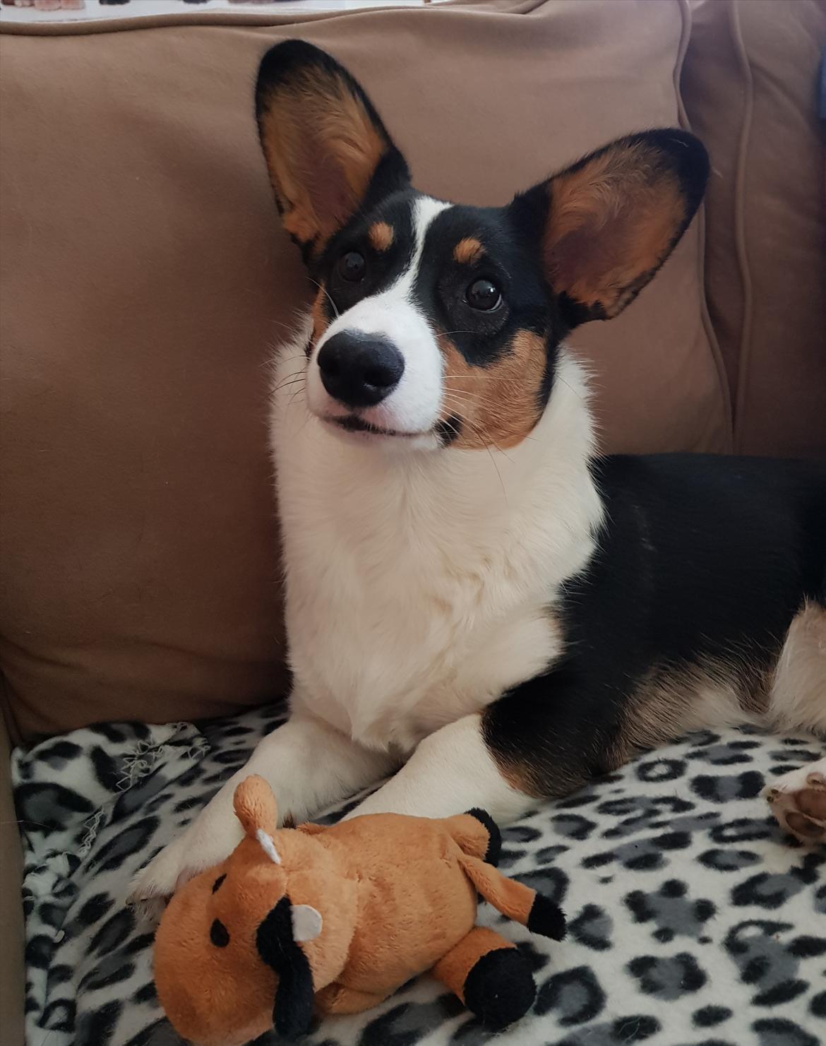 Welsh corgi cardigan Rubi (Rasseman's Rubi Rose) billede 25