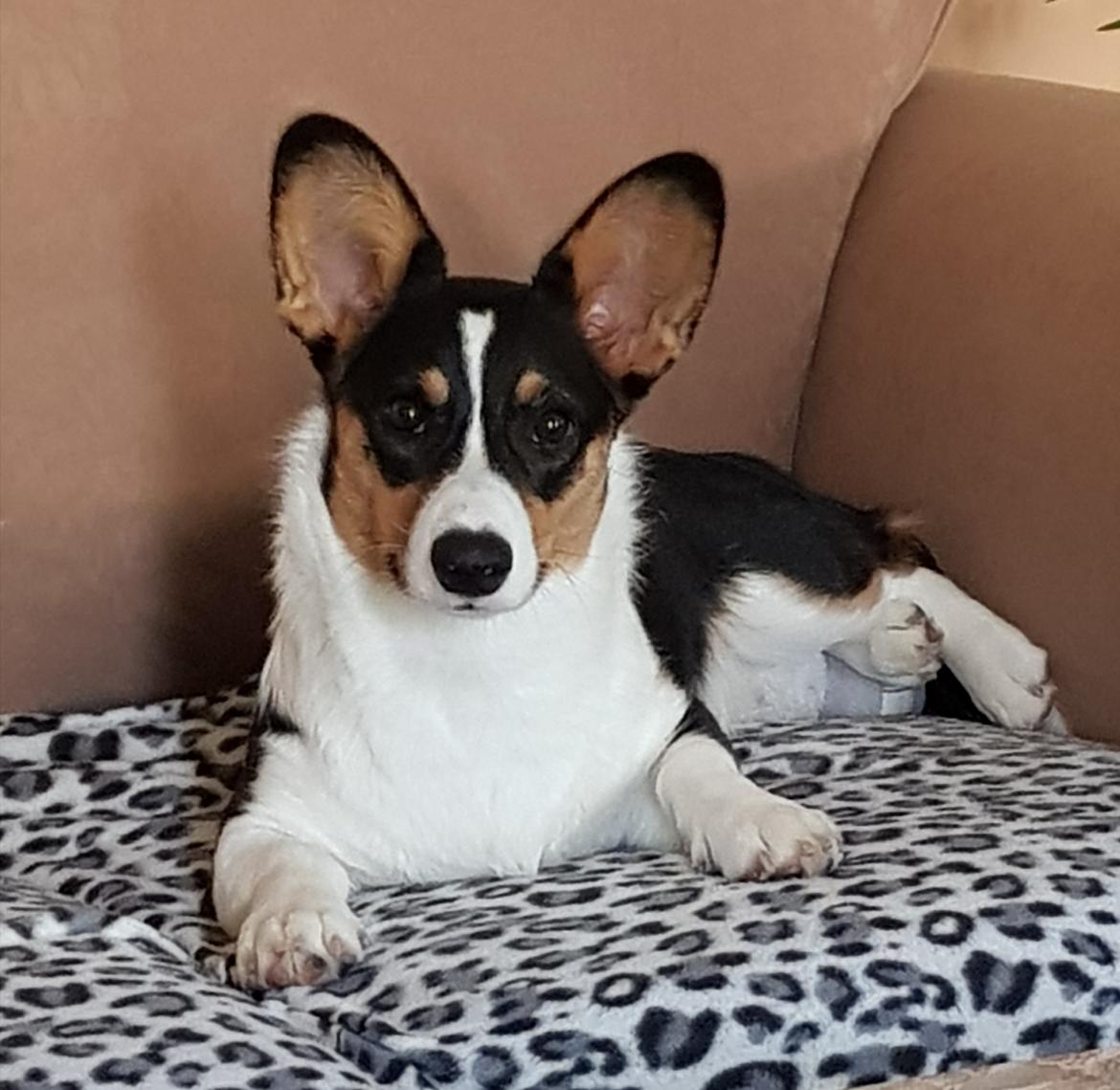 Welsh corgi cardigan Rubi (Rasseman's Rubi Rose) billede 26