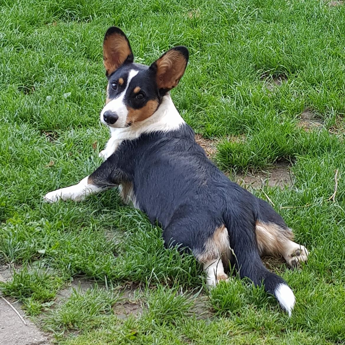 Welsh corgi cardigan Rubi (Rasseman's Rubi Rose) billede 27