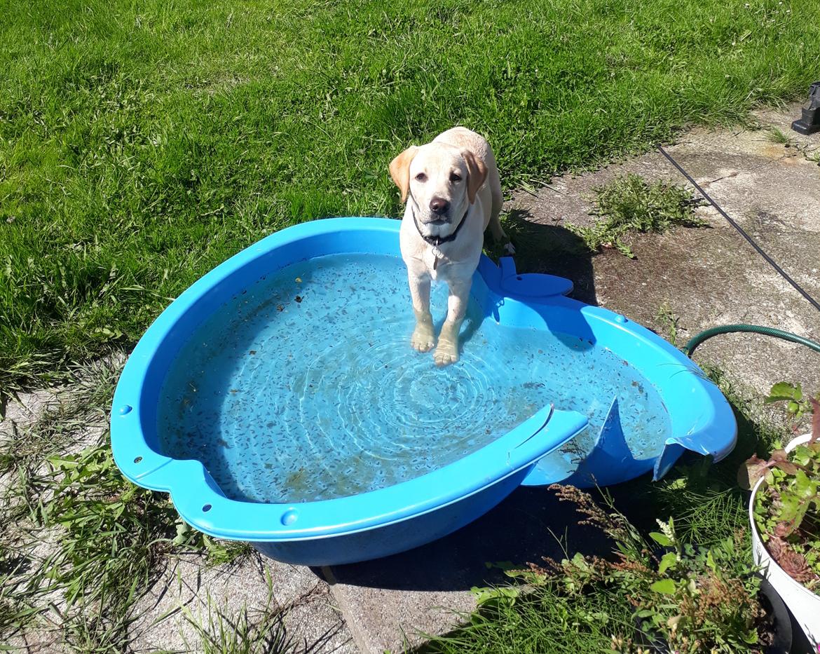 Labrador retriever Sif - Det er altså en smart vandskål. Vandhunden, som IKKE synes det er en fest at svømme. ;) billede 14