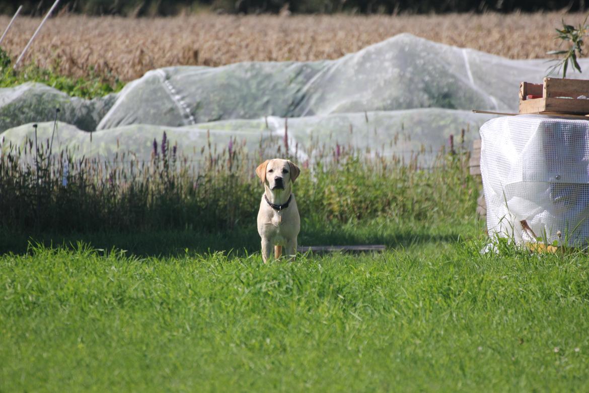 Labrador retriever Sif - Kaldte du? billede 15