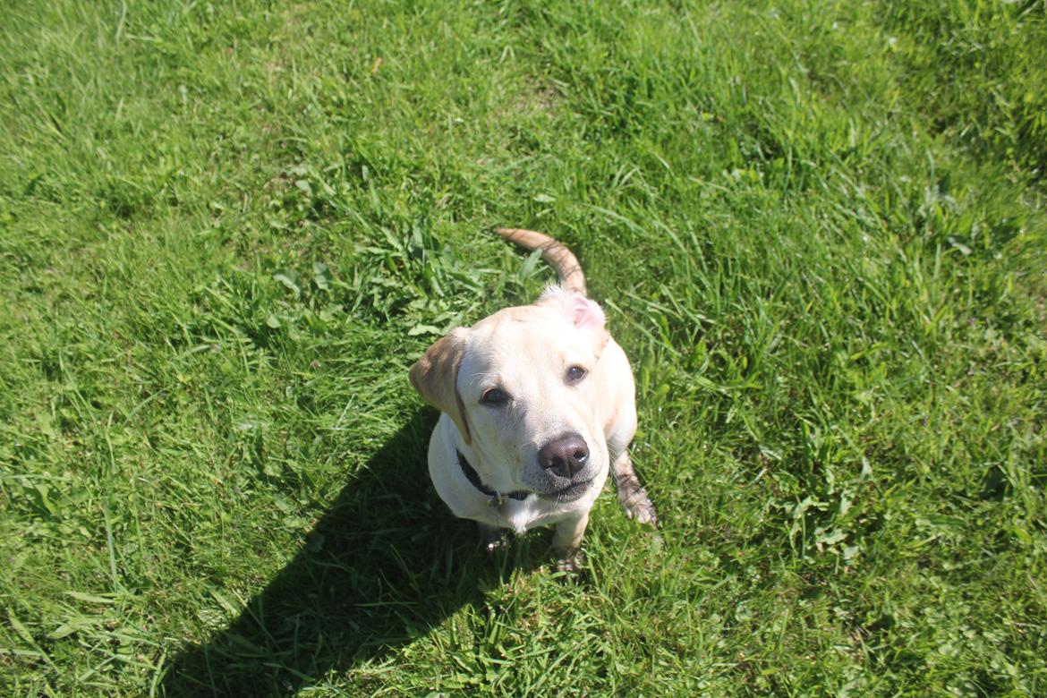 Labrador retriever Sif - Slutningen på indkaldsøvelse. Øret vil ikke helt følge med. billede 19