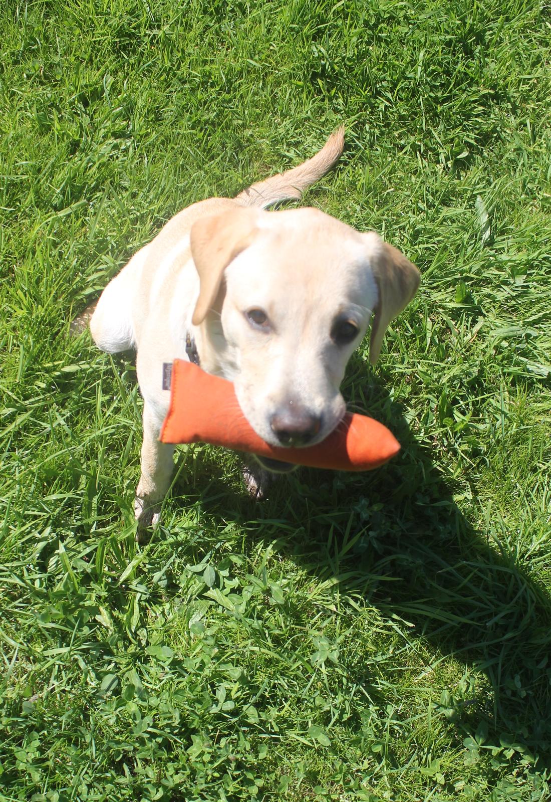 Labrador retriever Sif - Apport-idiot :D billede 20