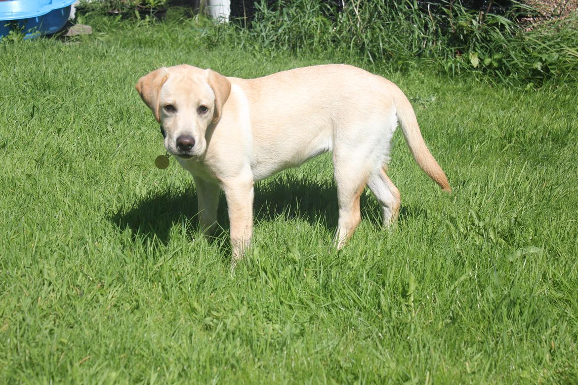 Labrador retriever Sif - Statur, 5 måneder :) billede 21