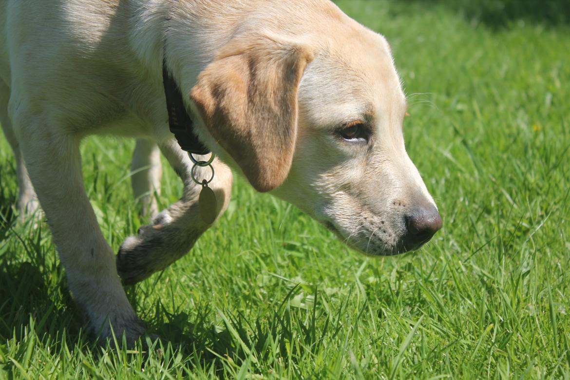 Labrador retriever Sif - Intensitet i fodersøg billede 23