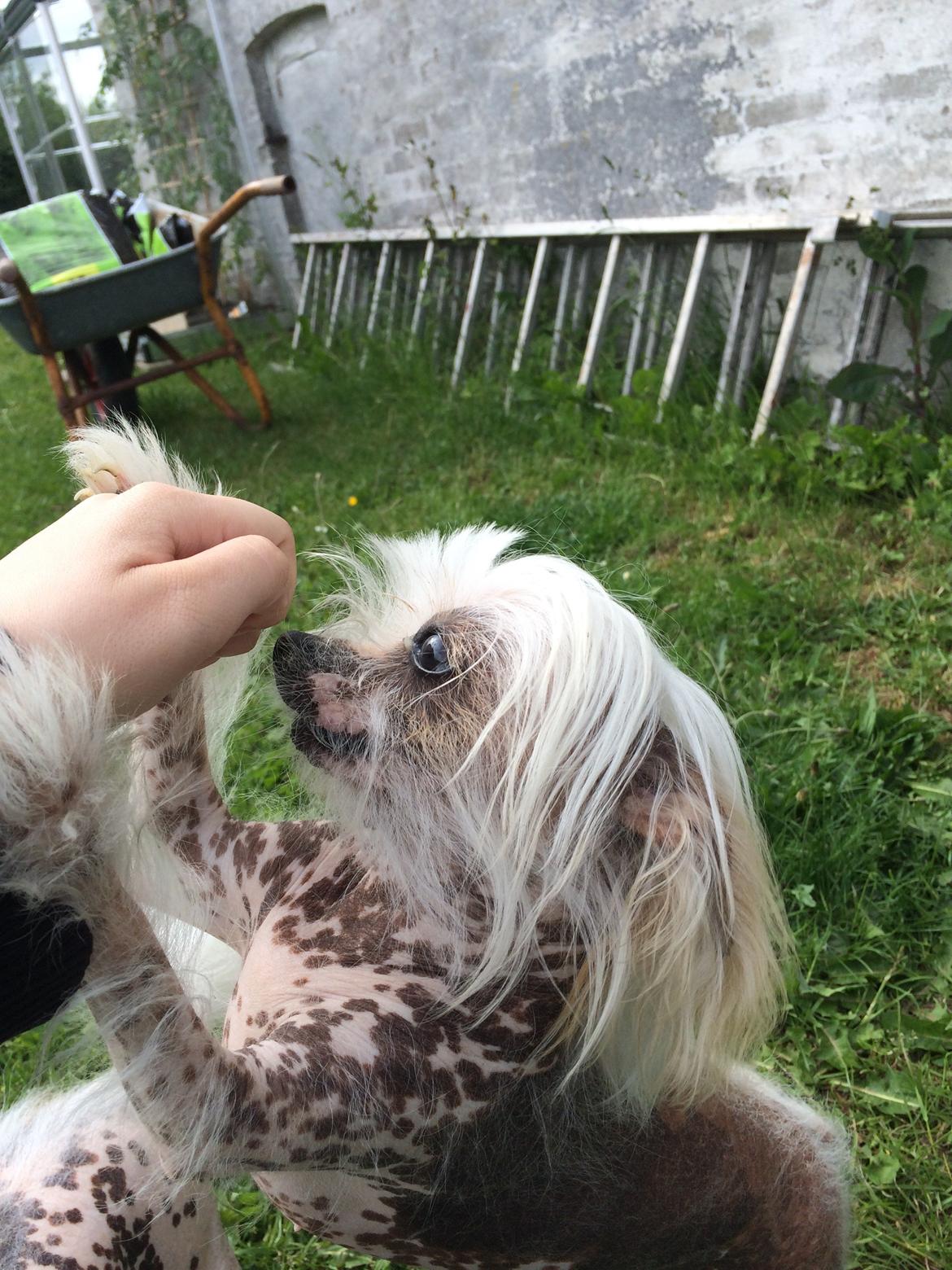 Blanding af racer Chilla billede 40