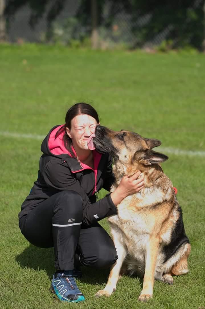 Schæferhund Vestegnens Vita HIMMEL HUND billede 2