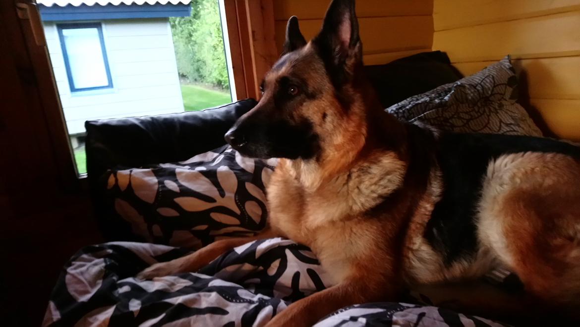 Schæferhund Vestegnens Vita HIMMEL HUND billede 5